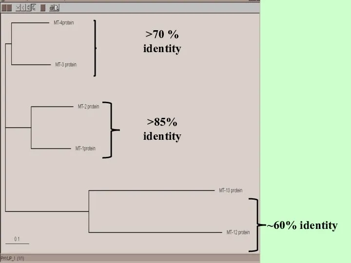 >70 % identity >85% identity ~60% identity