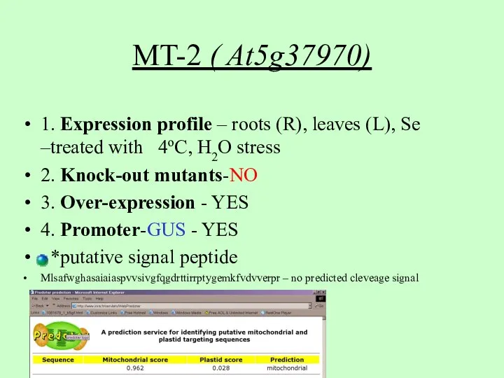 MT-2 ( At5g37970) 1. Expression profile – roots (R), leaves (L), Se