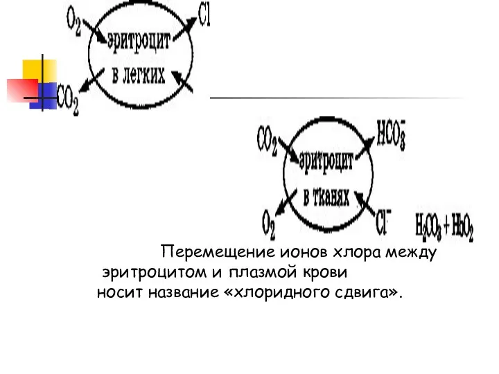 Перемещение ионов хлора между эритроцитом и плазмой крови носит название «хлоридного сдвига».