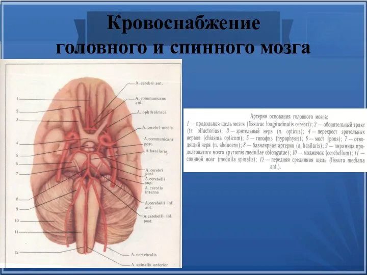 Кровоснабжение головного и спинного мозга