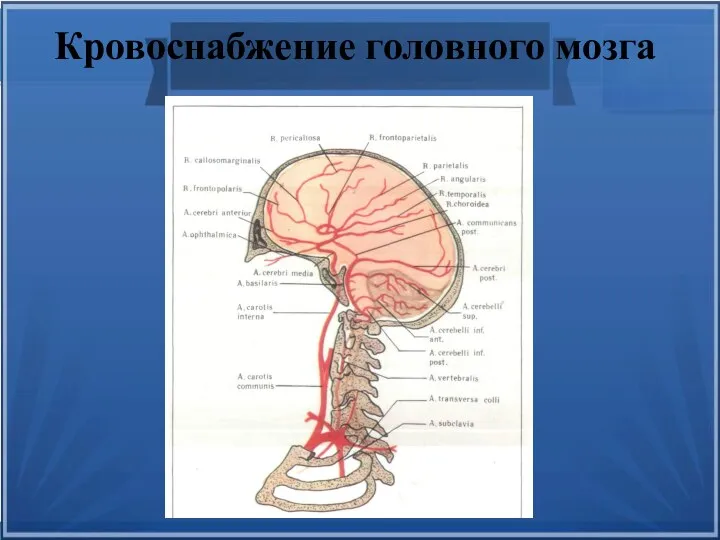 Кровоснабжение головного мозга