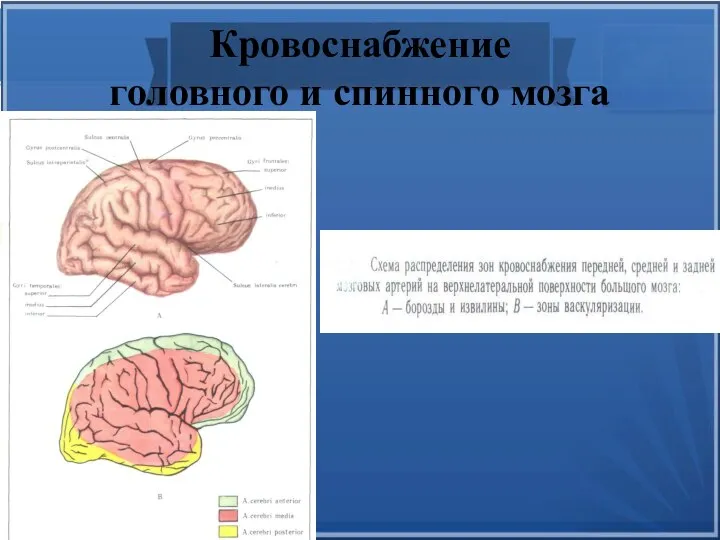 Кровоснабжение головного и спинного мозга