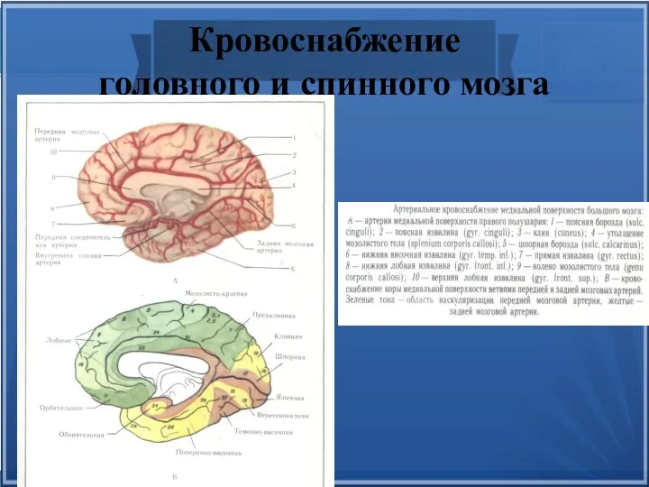 Кровоснабжение головного и спинного мозга