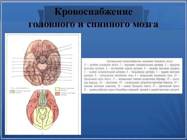 Кровоснабжение головного и спинного мозга