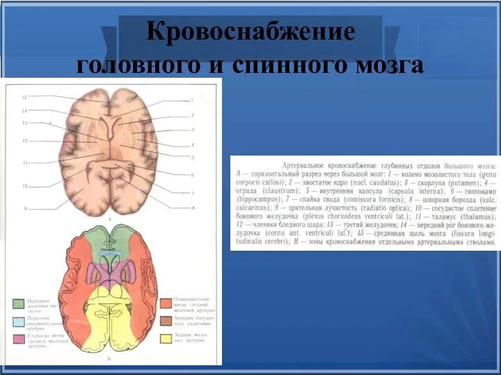 Кровоснабжение головного и спинного мозга