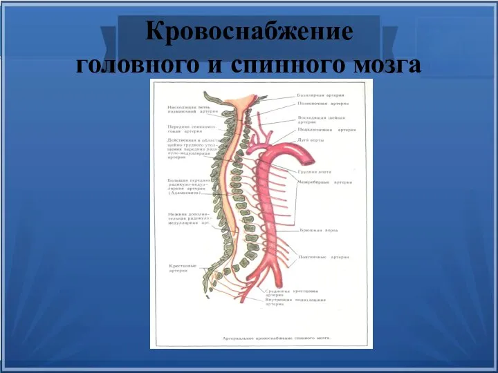 Кровоснабжение головного и спинного мозга