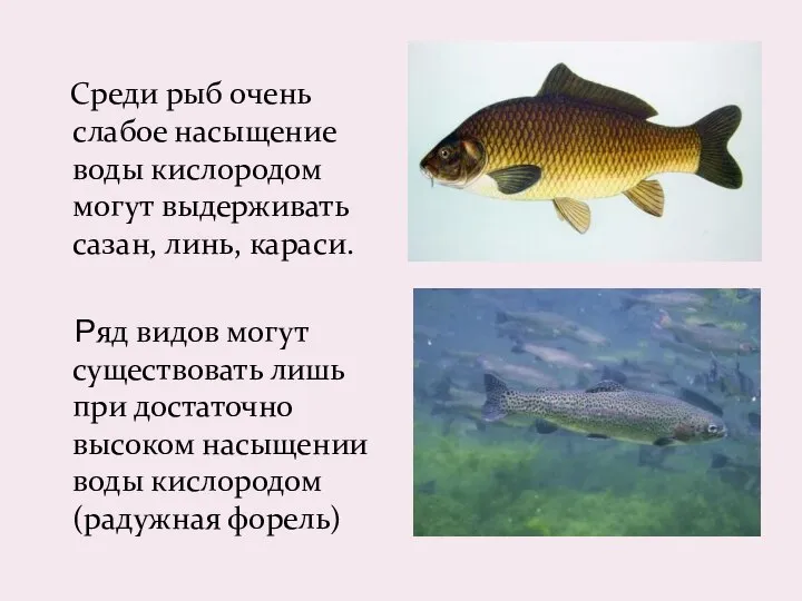 Среди рыб очень слабое насыщение воды кислородом могут выдерживать сазан, линь, караси.