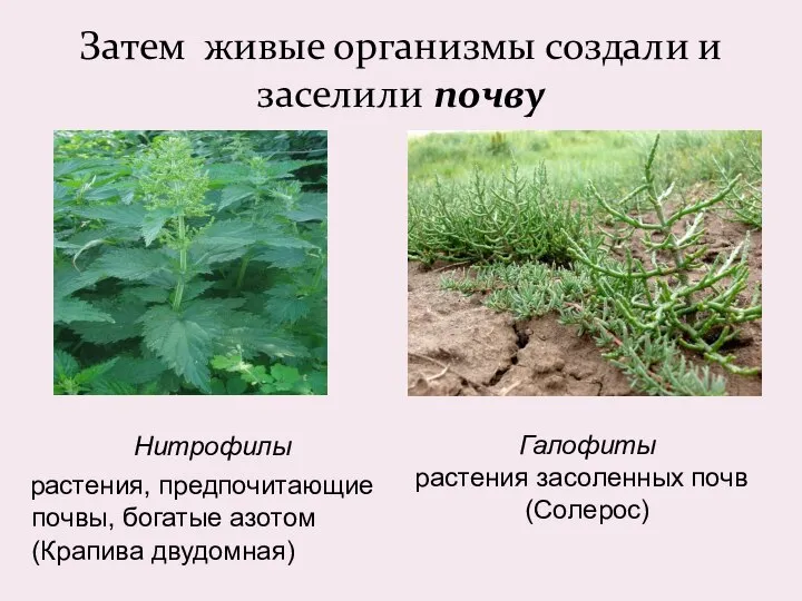 Затем живые организмы создали и заселили почву Нитрофилы растения, предпочитающие почвы, богатые