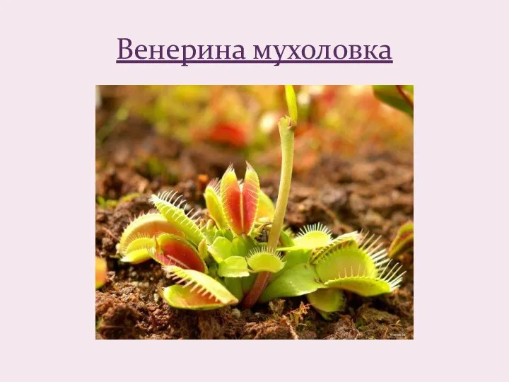 Венерина мухоловка