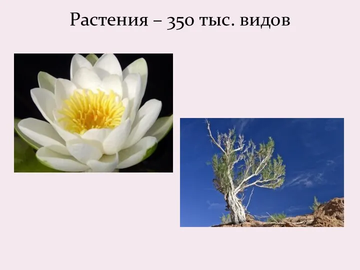 Растения – 350 тыс. видов