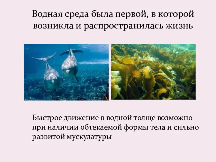 Быстрое движение в водной толще возможно при наличии обтекаемой формы тела и