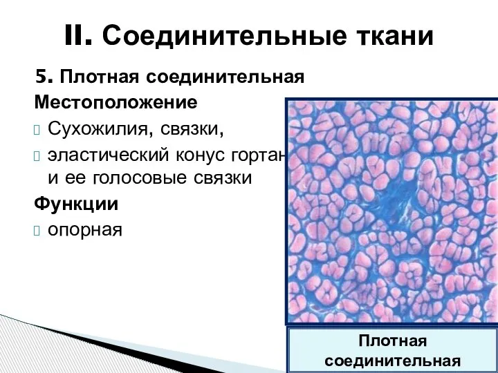 5. Плотная соединительная Местоположение Сухожилия, связки, эластический конус гортани и ее голосовые