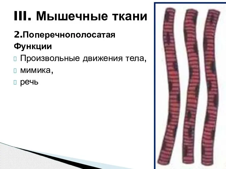 2.Поперечнополосатая Функции Произвольные движения тела, мимика, речь III. Мышечные ткани