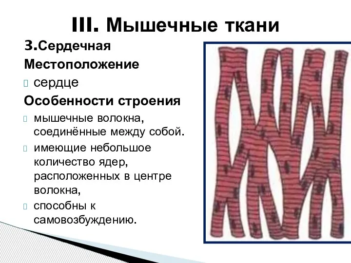 3.Сердечная Местоположение сердце Особенности строения мышечные волокна, соединённые между собой. имеющие небольшое