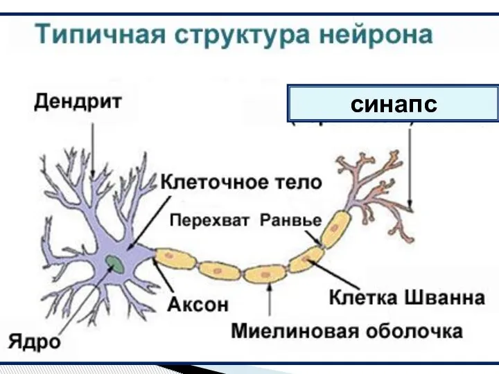 Нервная ткани синапс