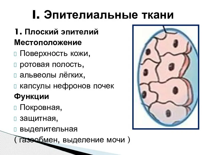 1. Плоский эпителий Местоположение Поверхность кожи, ротовая полость, альвеолы лёгких, капсулы нефронов