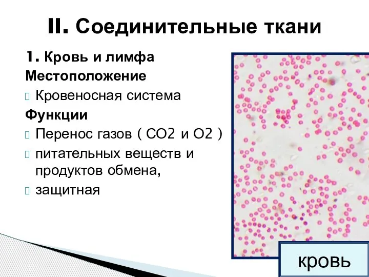 1. Кровь и лимфа Местоположение Кровеносная система Функции Перенос газов ( СО2