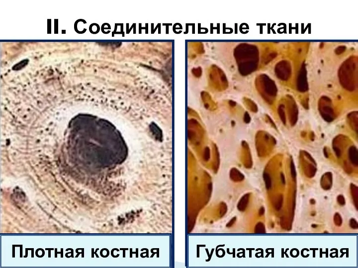 II. Соединительные ткани Губчатая костная Плотная костная