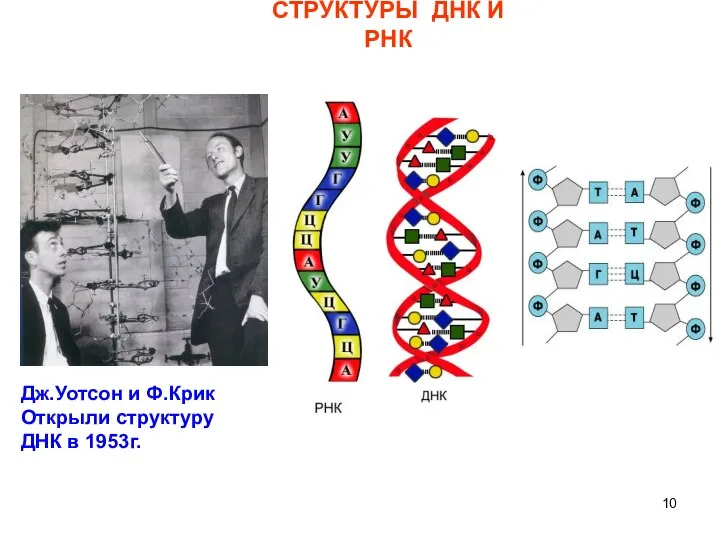 СТРУКТУРЫ ДНК И РНК Дж.Уотсон и Ф.Крик Открыли структуру ДНК в 1953г.
