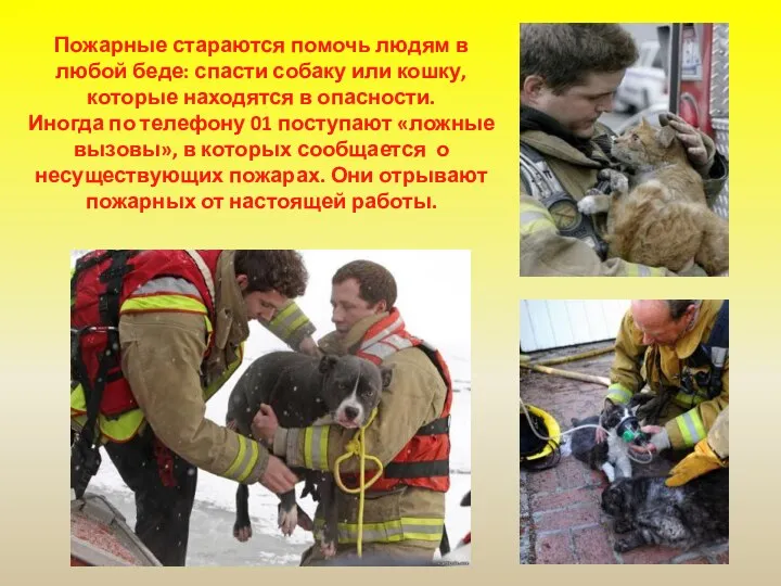 Пожарные стараются помочь людям в любой беде: спасти собаку или кошку, которые