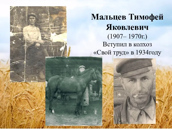 Мальцев Тимофей Яковлевич (1907– 1970г.) Вступил в колхоз «Свой труд» в 1934году