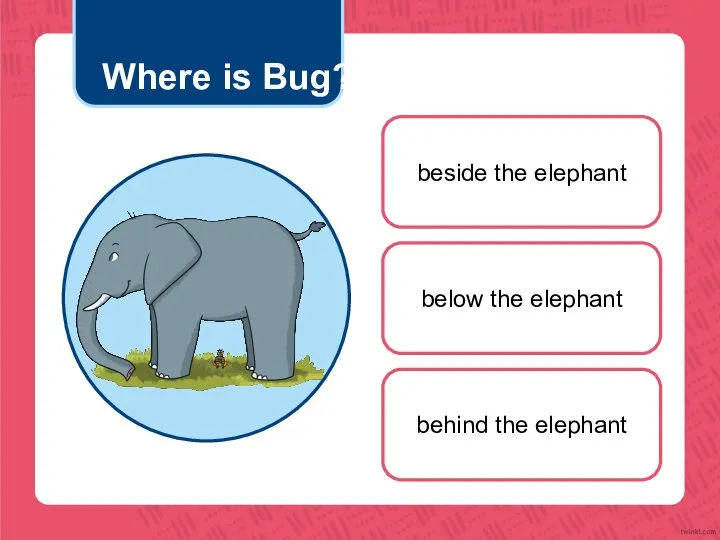 Where is Bug? beside the elephant below the elephant behind the elephant