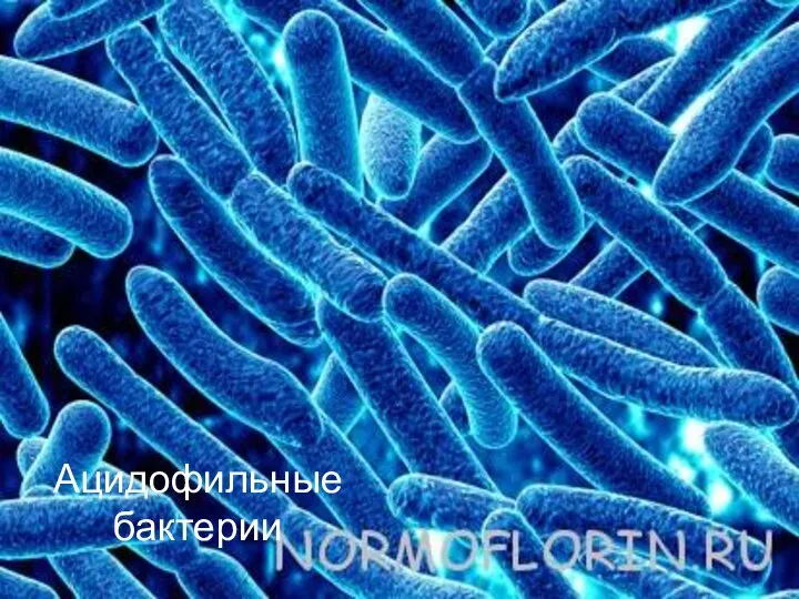 Ацидофильные бактерии