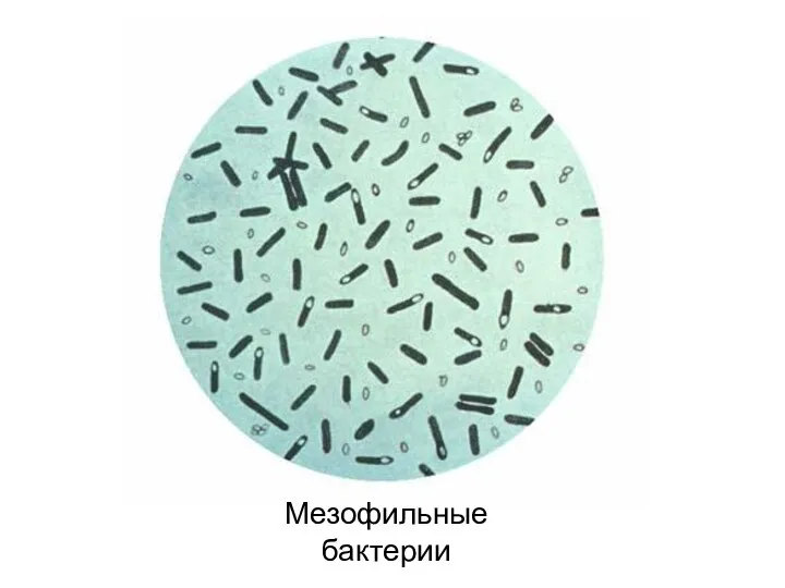 Мезофильные бактерии