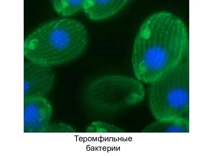 Теромфильные бактерии