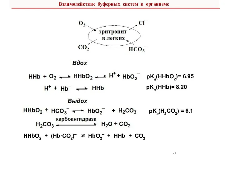 Взаимодействие буферных систем в организме pKa(HHbO2)= 6.95 pKa(HHb)= 8.20 рKa(H2CO3) = 6.1