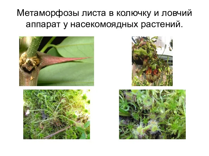 Метаморфозы листа в колючку и ловчий аппарат у насекомоядных растений.