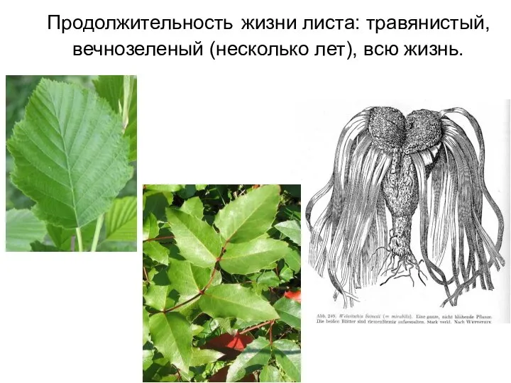 Продолжительность жизни листа: травянистый, вечнозеленый (несколько лет), всю жизнь.