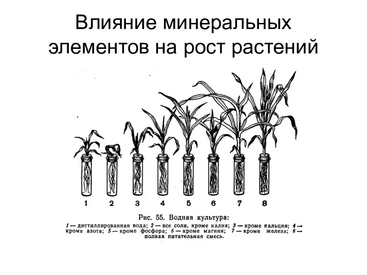 Влияние минеральных элементов на рост растений