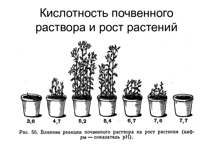 Кислотность почвенного раствора и рост растений