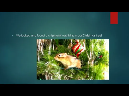 We looked and found a chipmunk was living in our Christmas tree!