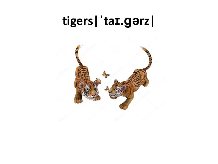 tigers|ˈtaɪ.ɡərz|