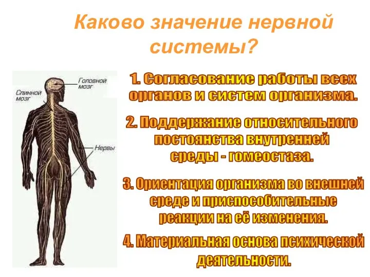 Каково значение нервной системы? 1. Согласование работы всех органов и систем организма.