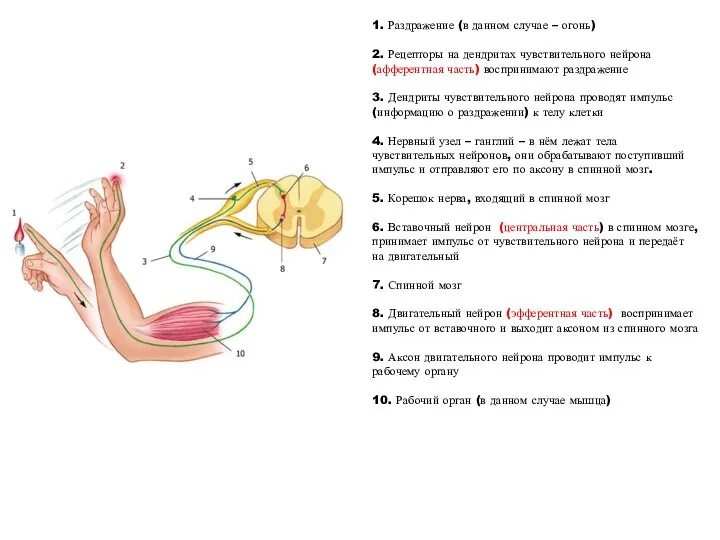 1. Раздражение (в данном случае – огонь) 2. Рецепторы на дендритах чувствительного