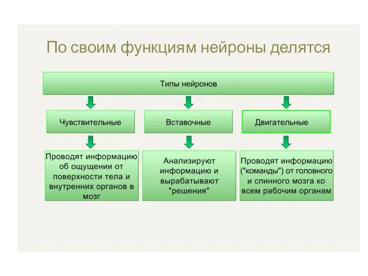 По своим функциям нейроны делятся