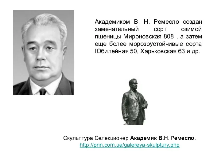 Академиком В. Н. Ремесло создан замечательный сорт озимой пшеницы Мироновская 808 ,