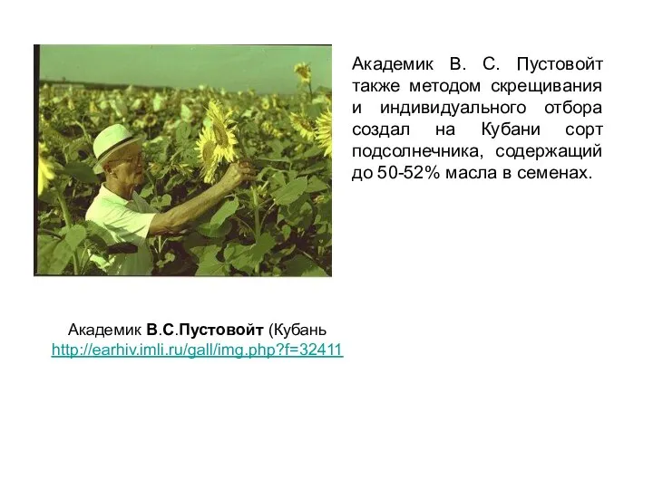 Академик В. С. Пустовойт также методом скрещивания и индивидуального отбора создал на