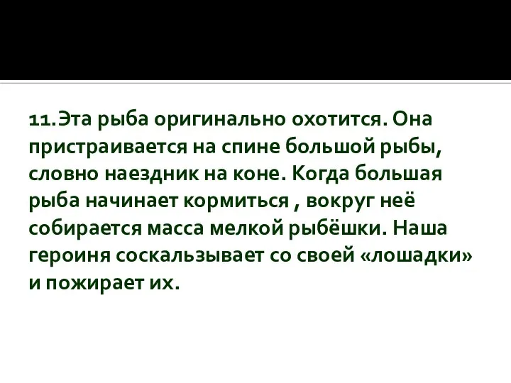 11.Эта рыба оригинально охотится. Она пристраивается на спине большой рыбы, словно наездник