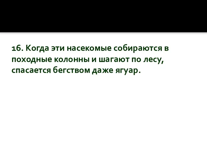 16. Когда эти насекомые собираются в походные колонны и шагают по лесу, спасается бегством даже ягуар.