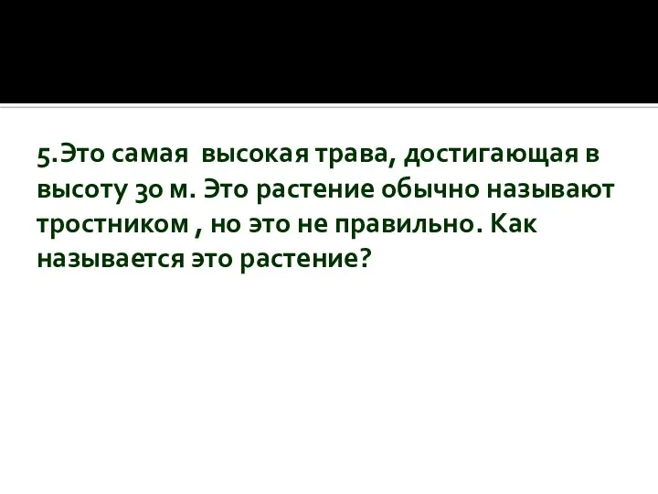 5.Это самая высокая трава, достигающая в высоту 30 м. Это растение обычно