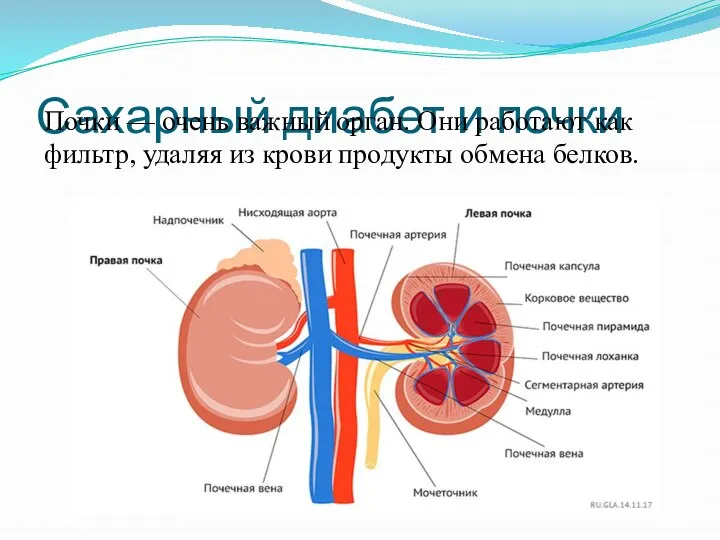 Сахарный диабет и почки Почки — очень важный орган. Они работают как