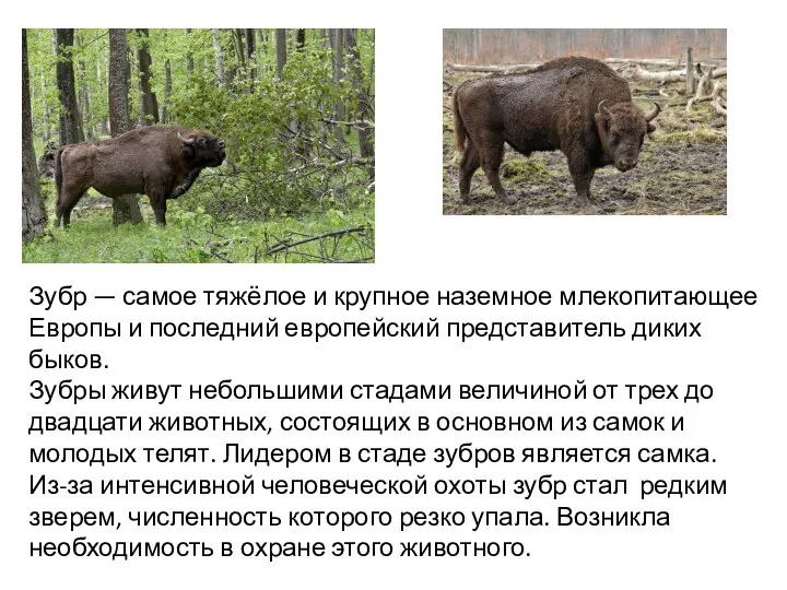 Зубр — самое тяжёлое и крупное наземное млекопитающее Европы и последний европейский