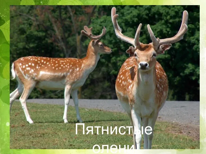 Пятнистые олени