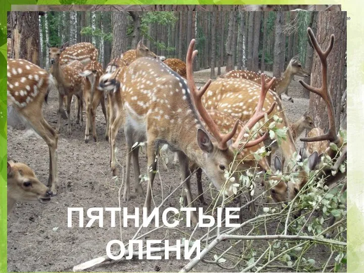 БЛАГОРОДНЫЙ ОЛЕНЬ ПЯТНИСТЫЕ ОЛЕНИ