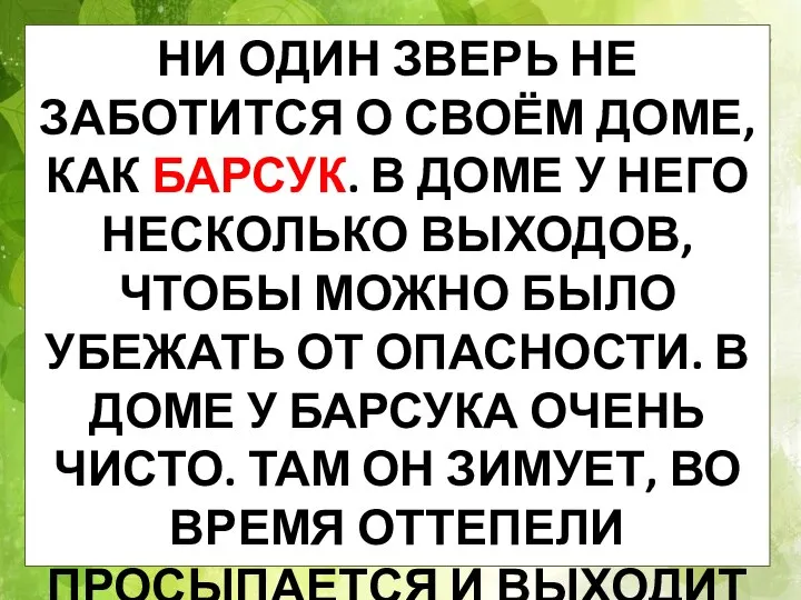 НИ ОДИН ЗВЕРЬ НЕ ЗАБОТИТСЯ О СВОЁМ ДОМЕ, КАК БАРСУК. В ДОМЕ