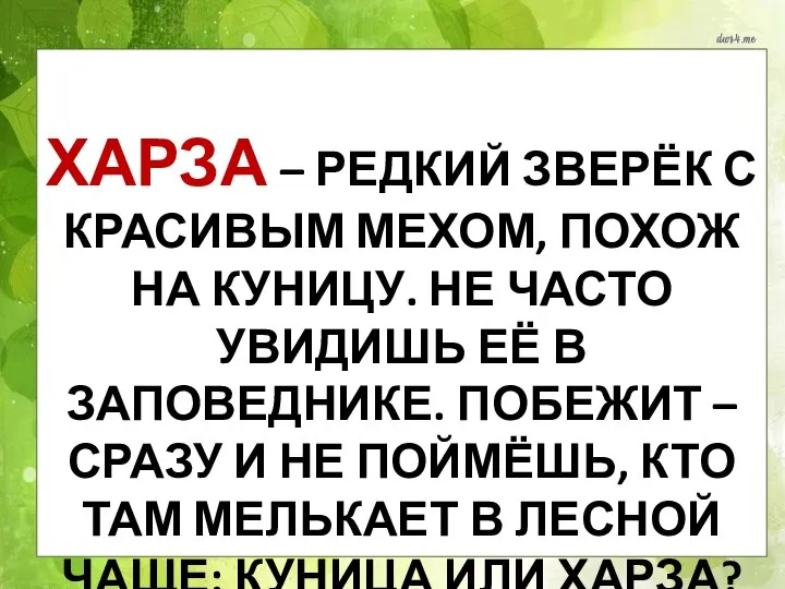 ХАРЗА – РЕДКИЙ ЗВЕРЁК С КРАСИВЫМ МЕХОМ, ПОХОЖ НА КУНИЦУ. НЕ ЧАСТО